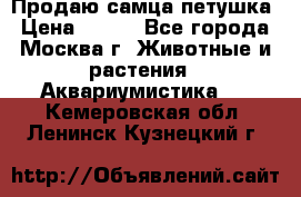 Продаю самца петушка › Цена ­ 700 - Все города, Москва г. Животные и растения » Аквариумистика   . Кемеровская обл.,Ленинск-Кузнецкий г.